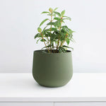 Juniper Planter 5" - Olive Green 3D Printed